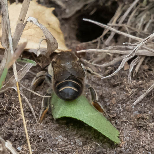 Megachile sp. (Leafcutter Bee).jpg